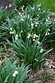 LEUCOJUM AESTIVUM