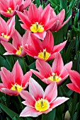 TULIPA AADS APRICOT-BATENBURGS GLORY