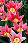 TULIPA AADS APRICOT-BATENBURGS GLORY