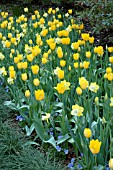 TULIPA SANCERRE  MAUREEN  NARCISSUS PINEAPPLE PRINCESS