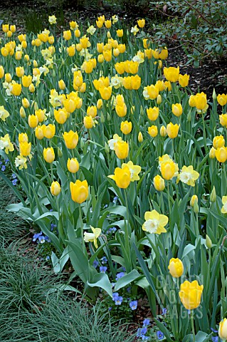 TULIPA_SANCERRE__MAUREEN__NARCISSUS_PINEAPPLE_PRINCESS