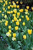 TULIPA SANCERRE  MAUREEN  NARCISSUS PINEAPPLE PRINCESS