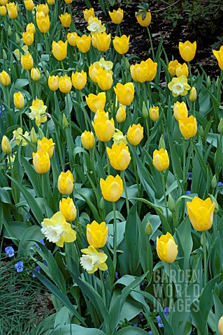 TULIPA_SANCERRE__MAUREEN__NARCISSUS_PINEAPPLE_PRINCESS