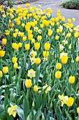 TULIPA SANCERRE  MAUREEN  NARCISSUS PINEAPPLE PRINCESS