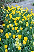 TULIPA SANCERRE  MAUREEN  NARCISSUS PINEAPPLE PRINCESS