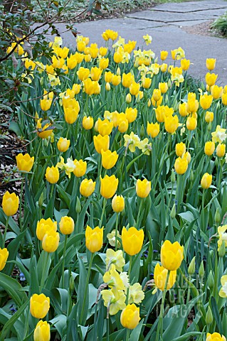 TULIPA_SANCERRE__MAUREEN__NARCISSUS_PINEAPPLE_PRINCESS