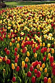 TULIPA MUSCADET  KINGSBLOOD  GUDOSHNIK