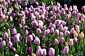 TULIPA OLLIULES  MENTON  MAUREEN  NEGRITA