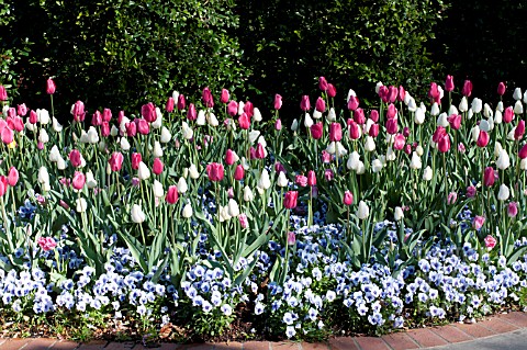 TULIPA_ORLEANS__RENOWN__VIOLA_NATURE_FROSTY_BLUE
