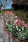 TULIPA ORLEANS  RENOWN