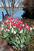 TULIPA ORLEANS  RENOWN