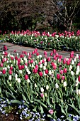 TULIPA ORLEANS  RENOWN