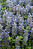 AJUGA MINT CHIP