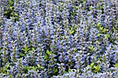 AJUGA MINT CHIP