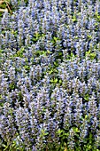 AJUGA MINT CHIP