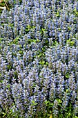 AJUGA MINT CHIP