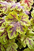 HEUCHERA GOLDEN ZEBRA