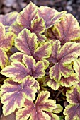 HEUCHERA GOLDEN ZEBRA