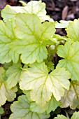 HEUCHERA MINT JULEP