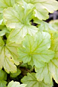 HEUCHERA MINT JULEP