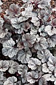 HEUCHERA PRINCE OF SILVER