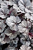 HEUCHERA PRINCE OF SILVER