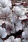 HEUCHERA STAINLESS STEEL