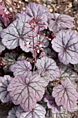 HEUCHERA SUGAR PLUM