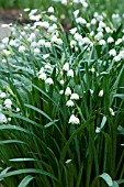 LEUCOJUM AESTIVUM