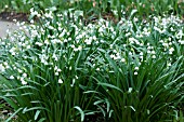 LEUCOJUM AESTIVUM