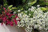 LOBULARIA SNOW PRINCESS AND FUCHSIA