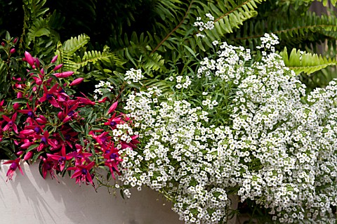 LOBULARIA_SNOW_PRINCESS_AND_FUCHSIA