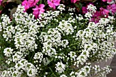 LOBULARIA SNOW PRINCESS