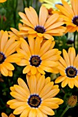 OSTEOSPERMUM SYMPHONY ORANGE