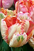 TULIPA APRICOT PARROT