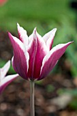 TULIPA CLAUDIA