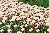 TULIPA CLUSIANA TINKA