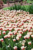 TULIPA CLUSIANA TINKA