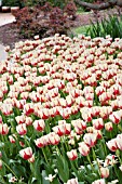 TULIPA CLUSIANA TINKA