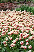 TULIPA CLUSIANA TINKA