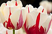 TULIPA CLUSIANA TINKA