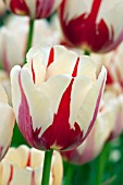 TULIPA CLUSIANA TINKA