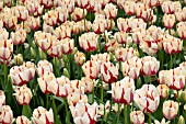 TULIPA CLUSIANA TINKA