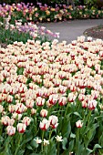 TULIPA CLUSIANA TINKA