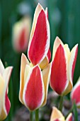 TULIPA CLUSIANA