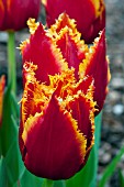 TULIPA FABIO