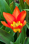 TULIPA FOSTERIANA JUAN