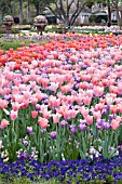 TULIPA MIX PLANTING