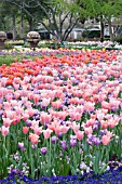 TULIPA MIX PLANTING