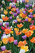 TULIPA NARCISSUS MIX